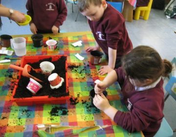 Planting Cress Seeds In P 1