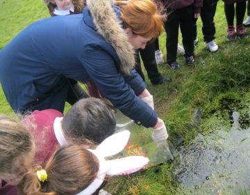 We Released Our Tadpoles Into The Pond