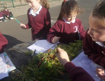 P3-4 Autumn Sense Walk. When P3-4 were on their sense walk they invited P1 & 2 to collect carrots.