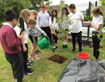 Primary Seven worked together to plant a tree in our school grounds.
